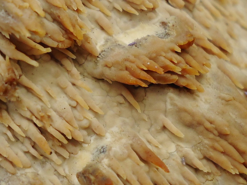 Aculei (Radulomyces molaris)